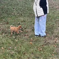 Erick, a male Shiba Inu for sale in Harrison, AR – Photo 6 of 8