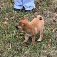 Erick, a male Shiba Inu for sale in Harrison, AR – Photo 4 of 8