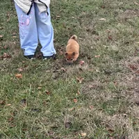 Erick, a male Shiba Inu for sale in Harrison, AR – Photo 1 of 8