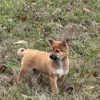 Erick, a male Shiba Inu for sale in Harrison, AR – Photo 8 of 8