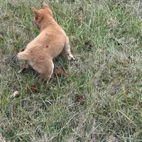 Erick, a male Shiba Inu for sale in Harrison, AR – Photo 5 of 8