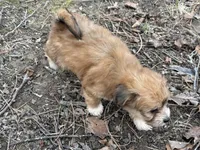 Tip, a female Maltese and Yorkshire Terrier for sale in Harrison, AR – Photo 3 of 8