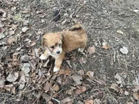 Tip, a female Maltese and Yorkshire Terrier for sale in Harrison, AR – Photo 7 of 8