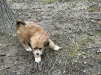 Tip, a female Maltese and Yorkshire Terrier for sale in Harrison, AR – Photo 5 of 8