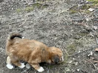 Tip, a female Maltese and Yorkshire Terrier for sale in Harrison, AR – Photo 2 of 8