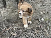 Tip, a female Maltese and Yorkshire Terrier for sale in Harrison, AR – Photo 1 of 8
