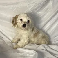 Andy, a male Cavapoo for sale in Harrison, AR – Photo 6 of 10