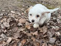 Andy, a male Cavapoo for sale in Harrison, AR – Photo 1 of 9
