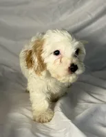 Andy, a male Cavapoo for sale in Harrison, AR – Photo 9 of 10