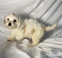 Andy, a male Cavapoo for sale in Harrison, AR – Photo 10 of 10