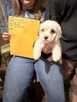 Andy, a male Cavapoo for sale in Harrison, AR – Photo 2 of 9