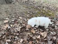 Andy, a male Cavapoo for sale in Harrison, AR – Photo 8 of 9