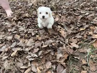 Andy, a male Cavapoo for sale in Harrison, AR – Photo 5 of 9