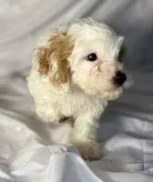 Andy, a male Cavapoo for sale in Harrison, AR – Photo 5 of 10