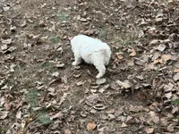 Andy, a male Cavapoo for sale in Harrison, AR – Photo 3 of 9
