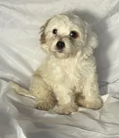 Andy, a male Cavapoo for sale in Harrison, AR – Photo 1 of 10