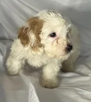 Andy, a male Cavapoo for sale in Harrison, AR – Photo 2 of 10