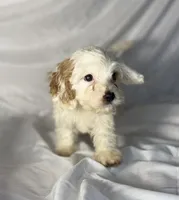 Andy, a male Cavapoo for sale in Harrison, AR – Photo 3 of 10