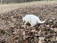 Andy, a male Cavapoo for sale in Harrison, AR – Photo 7 of 9