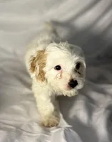 Andy, a male Cavapoo for sale in Harrison, AR – Photo 8 of 10