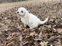 Andy, a male Cavapoo for sale in Harrison, AR – Photo 6 of 9