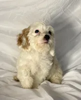 Andy, a male Cavapoo for sale in Harrison, AR – Photo 4 of 10