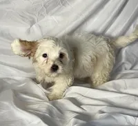 Andy, a male Cavapoo for sale in Harrison, AR – Photo 7 of 10