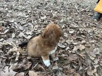 Coda, a male Maltese and Yorkshire Terrier for sale in Harrison, AR – Photo 7 of 10