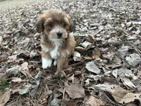 Coda, a male Maltese and Yorkshire Terrier for sale in Harrison, AR – Photo 6 of 10