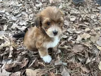 Coda, a male Maltese and Yorkshire Terrier for sale in Harrison, AR – Photo 4 of 10