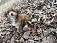 Coda, a male Maltese and Yorkshire Terrier for sale in Harrison, AR – Photo 8 of 10