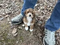 Coda, a male Maltese and Yorkshire Terrier for sale in Harrison, AR – Photo 1 of 10