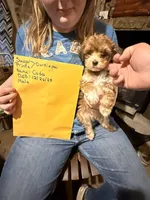 Coda, a male Maltese and Yorkshire Terrier for sale in Harrison, AR – Photo 2 of 10