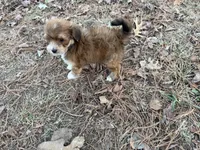 Coda, a male Maltese and Yorkshire Terrier for sale in Harrison, AR – Photo 10 of 10