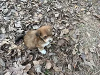 Coda, a male Maltese and Yorkshire Terrier for sale in Harrison, AR – Photo 9 of 10