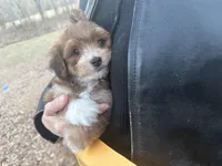 Coda, a male Maltese and Yorkshire Terrier for sale in Harrison, AR – Photo 3 of 10