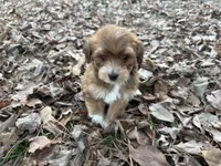 Coda, a male Maltese and Yorkshire Terrier for sale in Harrison, AR – Photo 5 of 10