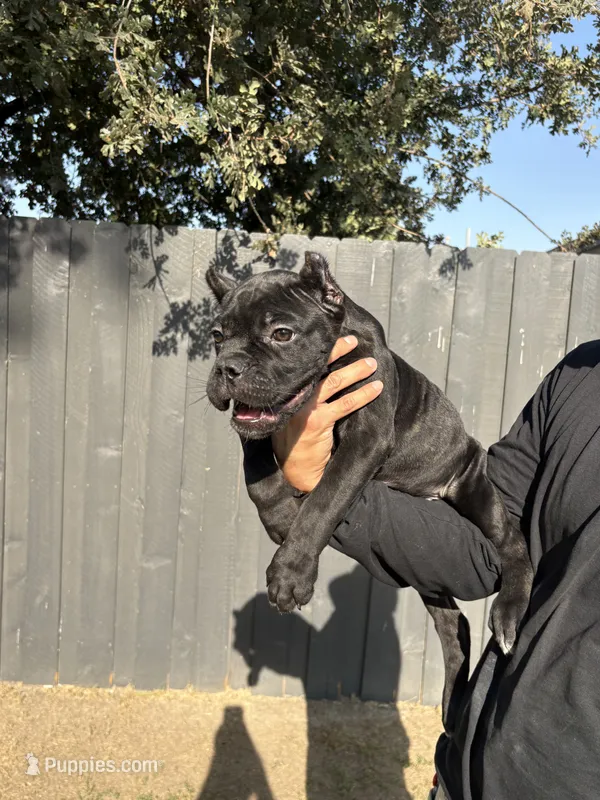 Bruno – Cane Corso puppy for sale in Bakersfield, CA