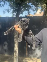 Nova, a female Cane Corso for sale in Bakersfield, CA – 3 of 4