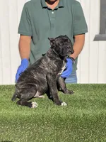 Enzo, a male Cane Corso for sale in Bakersfield, CA – 3 of 3