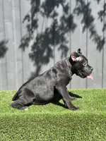 Ollie, a male Cane Corso for sale in Bakersfield, CA – 2 of 5