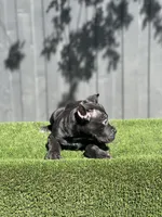 Ollie, a male Cane Corso for sale in Bakersfield, CA – 3 of 5