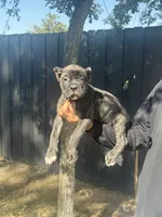 Enzo, a male Cane Corso for sale in Bakersfield, CA – 2 of 3