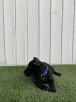 Lucia, a female Cane Corso for sale in Bakersfield, CA – Photo 4 of 4