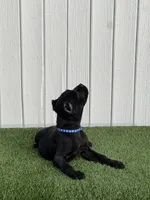 Lucia, a female Cane Corso for sale in Bakersfield, CA – Photo 2 of 4