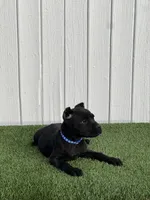 Lucia, a female Cane Corso for sale in Bakersfield, CA – Photo 1 of 4