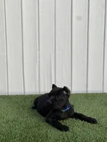 Lucia, a female Cane Corso for sale in Bakersfield, CA – Photo 3 of 4