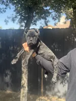 Nova, a female Cane Corso for sale in Bakersfield, CA – 1 of 4