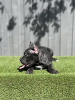 Ollie, a male Cane Corso for sale in Bakersfield, CA – 5 of 5