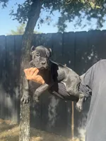 Roman, a male Cane Corso for sale in Bakersfield, CA – 2 of 2